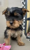 Tiny Misty toy Yorkie , a female Yorkshire Terrier for sale in Dayton, OH – 4 of 4