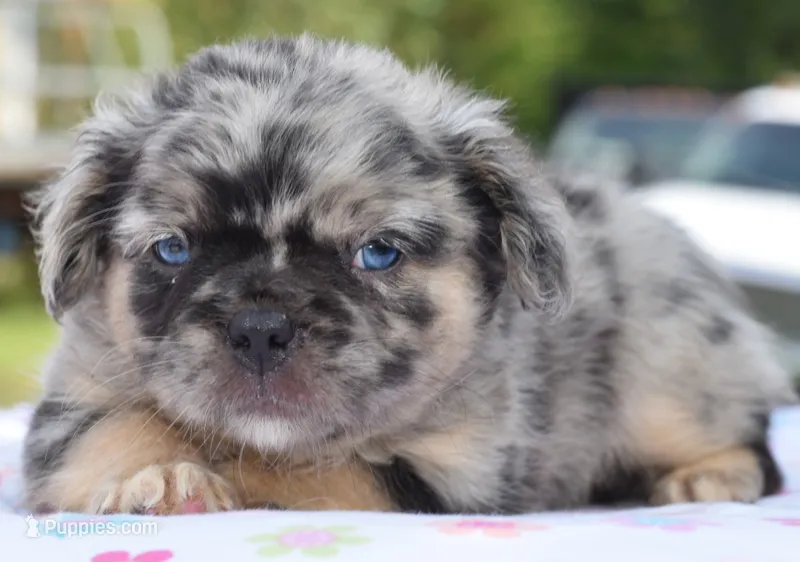 Ruby fluffy merle  – Boston Terrier, French Bulldog puppy for sale in Dayton, OH
