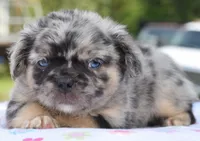 Ruby fluffy merle , a female Boston Terrier and French Bulldog for sale in Dayton, OH – 1 of 10