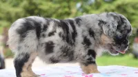 Ruby fluffy merle , a female Boston Terrier and French Bulldog for sale in Dayton, OH – 4 of 10