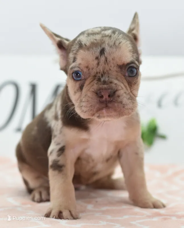 Pumpkin spice  – Boston Terrier, French Bulldog puppy for sale in Dayton, OH