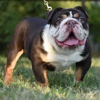 Chucky , a male English Bulldog and Olde English Bulldogge for sale in Dayton, OH – Photo 5 of 5