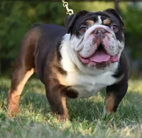 Chucky , a male English Bulldog and Olde English Bulldogge for sale in Dayton, OH – Photo 5 of 5