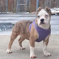 Chucky , a male English Bulldog and Olde English Bulldogge for sale in Dayton, OH – Photo 4 of 5