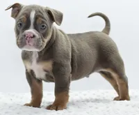 processed/3e0f09a0-3cc6-4085-bf7d-8f9732367f69/listing/55f59cf4-9ddf-4b87-8ceb-6f28513b3301/684c0d68-7061-43bb-b264-f616b3f16c44