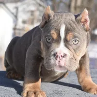 Chucky , a male English Bulldog and Olde English Bulldogge for sale in Dayton, OH – Photo 1 of 5