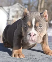Chucky , a male English Bulldog and Olde English Bulldogge for sale in Dayton, OH – Photo 1 of 5