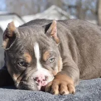 Chucky , a male English Bulldog and Olde English Bulldogge for sale in Dayton, OH – Photo 3 of 5