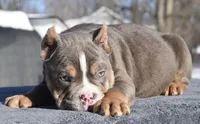 Chucky , a male English Bulldog and Olde English Bulldogge for sale in Dayton, OH – Photo 3 of 5