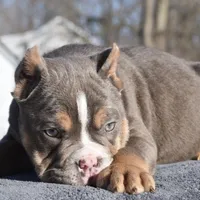 Chucky , a male English Bulldog and Olde English Bulldogge for sale in Dayton, OH – Photo 2 of 5