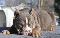 Chucky , a male English Bulldog and Olde English Bulldogge for sale in Dayton, OH – Photo 2 of 5