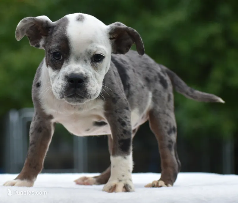 Tank mini Bulldog hybrid  – English Bulldog, Olde English Bulldogge puppy for sale in Dayton, OH