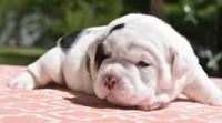 Fiona mini bulldog hybrid , a female English Bulldog and French Bulldog for sale in Dayton, OH – 6 of 7