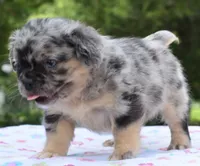 Ruby fluffy merle , a female Boston Terrier and French Bulldog for sale in Dayton, OH – 10 of 10