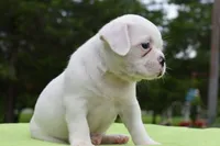 Milo, a male Boston Terrier and French Bulldog for sale in Dayton, OH – 6 of 10