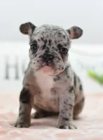 Ruby merle, a female Boston Terrier and French Bulldog for sale in Dayton, OH – 6 of 10