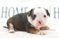 Queen tricolor Bulldog hybrid , a female English Bulldog and Olde English Bulldogge for sale in Dayton, OH – 3 of 10