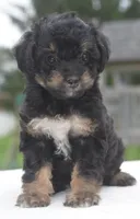 Molly , a female Poodle - Toy  for sale in Dayton, OH – 3 of 10