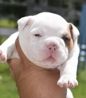 Envy mini bulldog hybrid , a female English Bulldog and French Bulldog for sale in Dayton, OH – 3 of 5