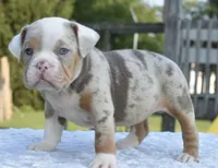 Maggie mini hybrid bulldog, a female English Bulldog and French Bulldog for sale in Dayton, OH – 3 of 10