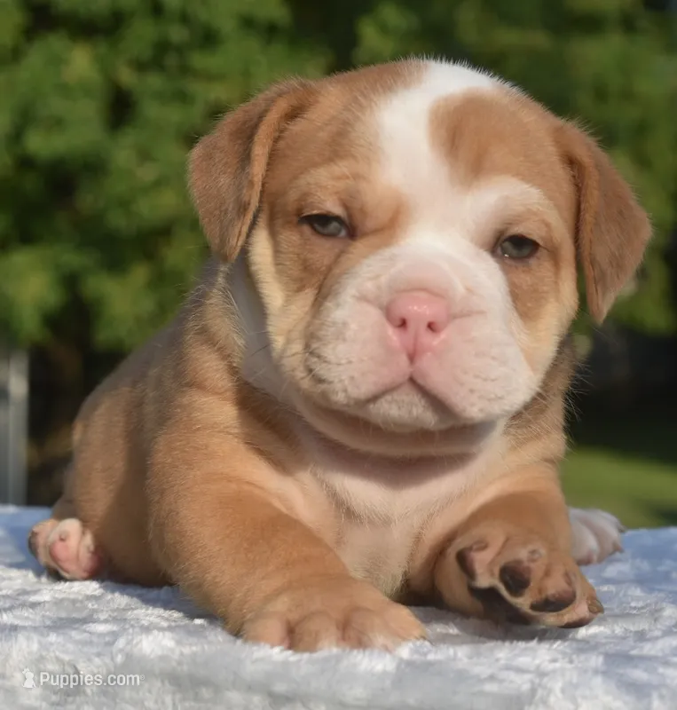 Tank mini hybrid bulldog  – English Bulldog, French Bulldog puppy for sale in Dayton, OH