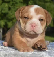Tank mini hybrid bulldog , a male English Bulldog and French Bulldog for sale in Dayton, OH – 1 of 8
