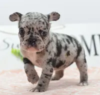 Ruby merle, a female Boston Terrier and French Bulldog for sale in Dayton, OH – 1 of 10