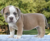 Luna bully hybrid , a female English Bulldog and Olde English Bulldogge for sale in Dayton, OH – 4 of 10
