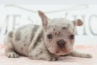 Bria merle , a female Boston Terrier and French Bulldog for sale in Dayton, OH – 7 of 8