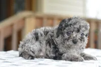 Millie f1b, a female Cocker Spaniel and Poodle - Toy  for sale in Dayton, OH – Photo 10 of 10