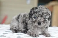 Millie f1b, a female Cocker Spaniel and Poodle - Toy  for sale in Dayton, OH – Photo 9 of 10