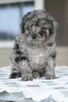 Millie f1b, a female Cocker Spaniel and Poodle - Toy  for sale in Dayton, OH – Photo 4 of 10