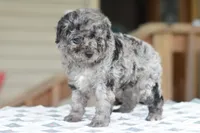 Millie f1b, a female Cocker Spaniel and Poodle - Toy  for sale in Dayton, OH – Photo 3 of 10