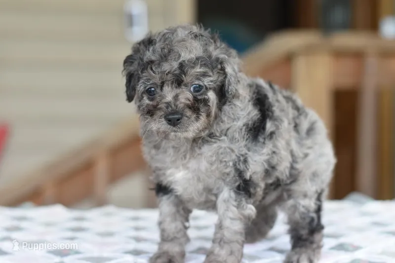 Millie f1b – Cocker Spaniel, Poodle - Toy  puppy for sale in Dayton, OH