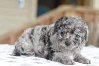 Millie f1b, a female Cocker Spaniel and Poodle - Toy  for sale in Dayton, OH – Photo 5 of 10
