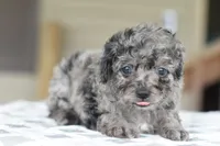 Millie f1b, a female Cocker Spaniel and Poodle - Toy  for sale in Dayton, OH – Photo 8 of 10