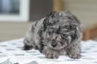 Millie f1b, a female Cocker Spaniel and Poodle - Toy  for sale in Dayton, OH – Photo 6 of 10