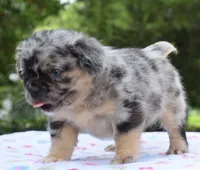 Ruby fluffy merle , a female Boston Terrier and French Bulldog for sale in Dayton, OH – 2 of 10