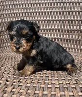 Bella Yorkie puppy , a female Yorkshire Terrier for sale in Dayton, OH – Photo 3 of 3