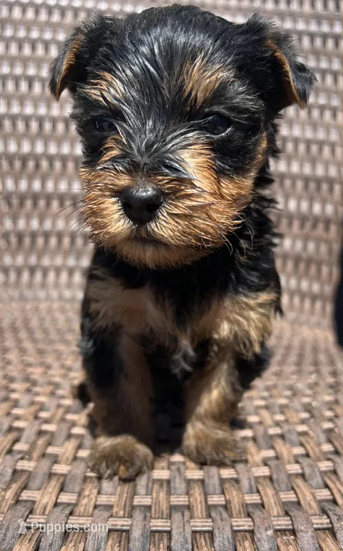 Bella Yorkie puppy  – Yorkshire Terrier puppy for sale in Dayton, OH