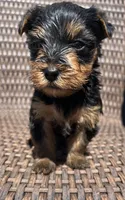 Bella Yorkie puppy , a female Yorkshire Terrier for sale in Dayton, OH – Photo 1 of 3