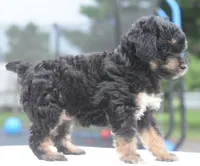 Molly , a female Poodle - Toy  for sale in Dayton, OH – 9 of 10