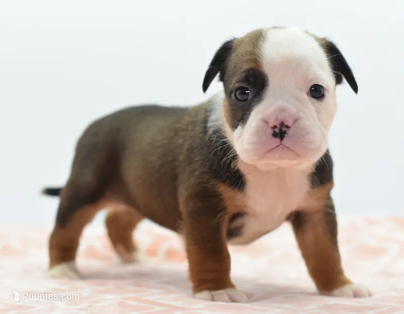 Rosie tricolor hybrid Bulldog  – English Bulldog, Olde English Bulldogge puppy for sale in Dayton, OH