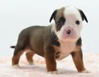 Rosie tricolor hybrid Bulldog , a female English Bulldog and Olde English Bulldogge for sale in Dayton, OH – 2 of 10