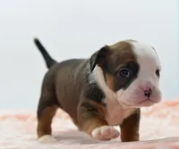 Rosie tricolor hybrid Bulldog , a female English Bulldog and Olde English Bulldogge for sale in Dayton, OH – 1 of 10