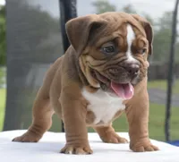 Legacy mini red bulldog hybrid , a female English Bulldog and French Bulldog for sale in Dayton, OH – 9 of 10
