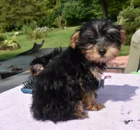Molly phantom , a female Yorkipoo and Poodle - Toy  for sale in Dayton, OH – 3 of 6