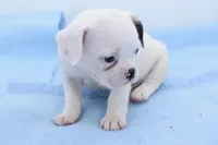 Milo, a male Boston Terrier and French Bulldog for sale in Dayton, OH – 2 of 8