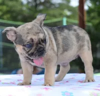 Tanka, a female Boston Terrier and French Bulldog for sale in Dayton, OH – 9 of 10