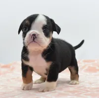 Princess tiny Bulldog hybrid , a female English Bulldog and Olde English Bulldogge for sale in Dayton, OH – 10 of 10